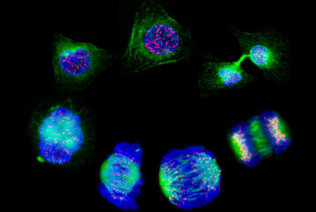 Image by Matthew Daniels via the Wellcome Collection. Depicts human cells showing the stages of cell division (starting with interphase at the top and progressing anticlockwise, the stages shown are prophase, prometaphase, metaphase, early anaphase, anaphase and telophase).